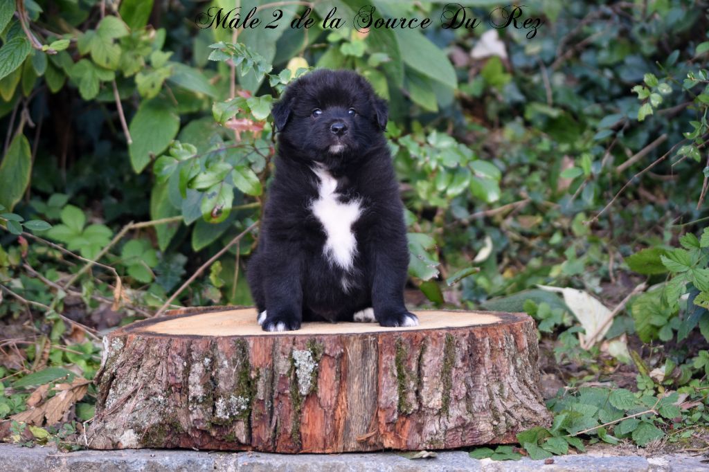 De La Source Du Rez - Chiot disponible  - Berger Australien