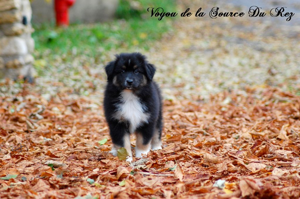 De La Source Du Rez - Chiot disponible  - Berger Australien