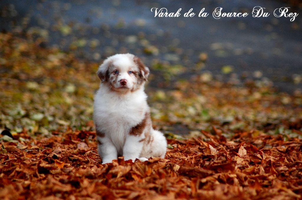 De La Source Du Rez - Chiot disponible  - Berger Australien