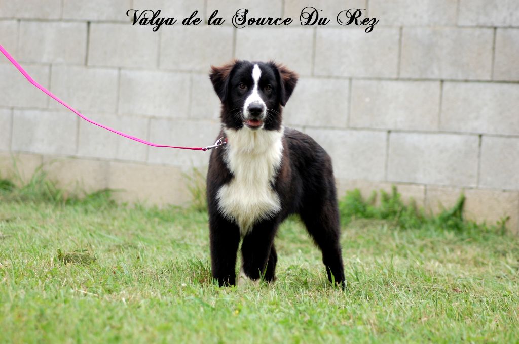 De La Source Du Rez - Chiot disponible  - Berger Australien