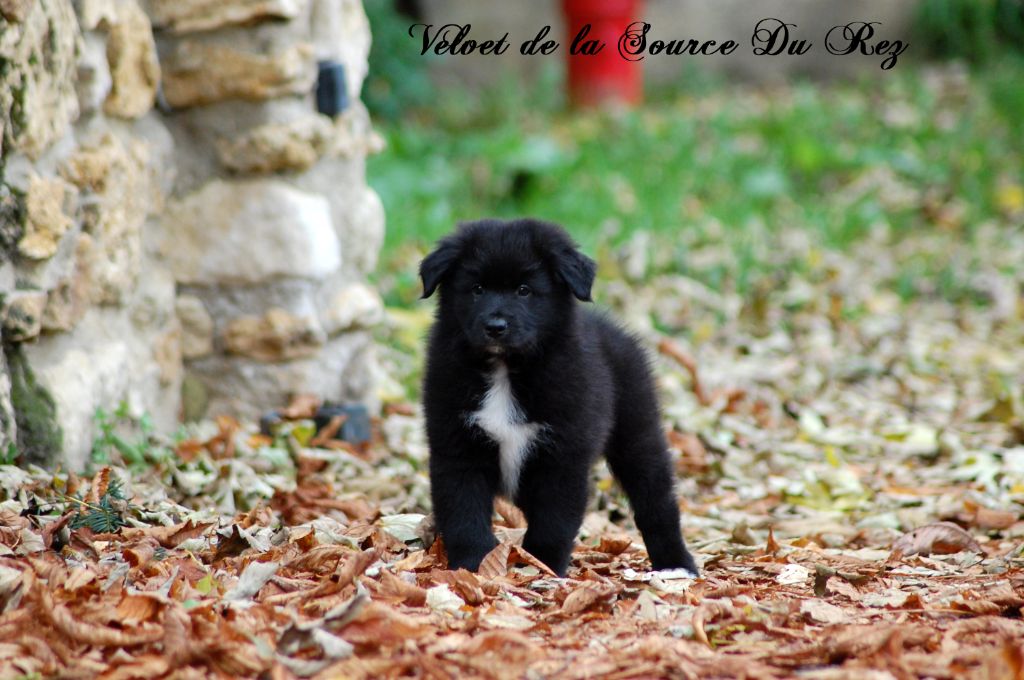 De La Source Du Rez - Chiot disponible  - Berger Australien