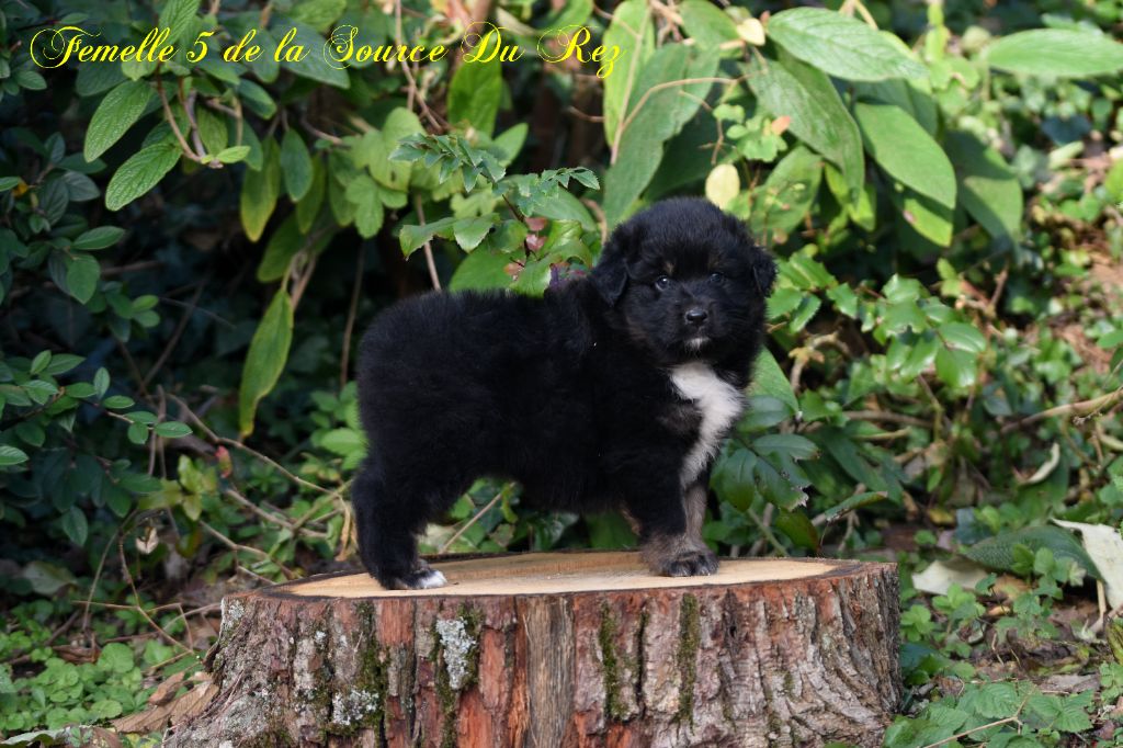 De La Source Du Rez - Chiot disponible  - Berger Australien