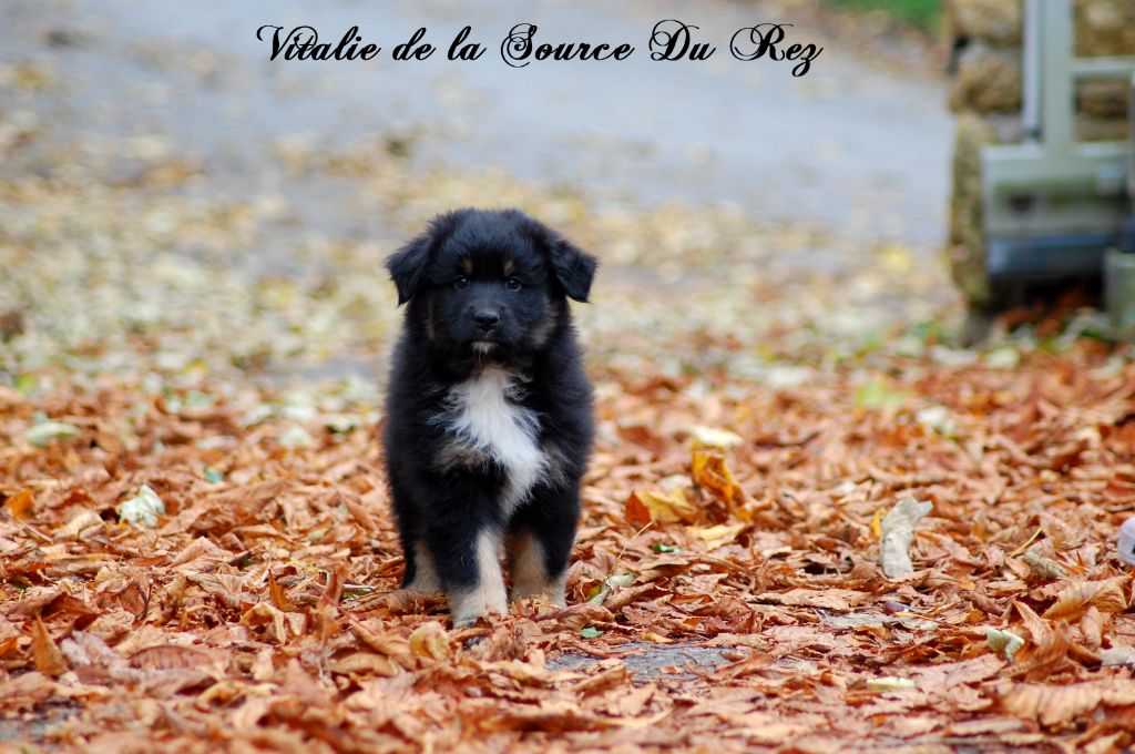 De La Source Du Rez - Chiot disponible  - Berger Australien