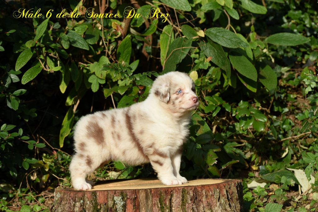 De La Source Du Rez - Chiot disponible  - Berger Australien