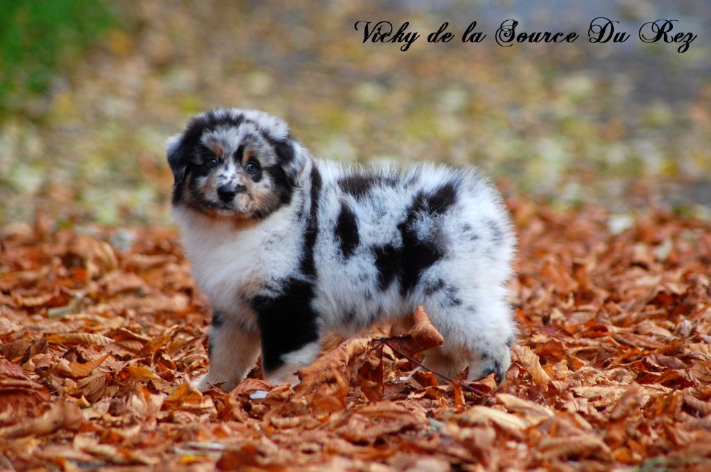 De La Source Du Rez - Chiot disponible  - Berger Australien