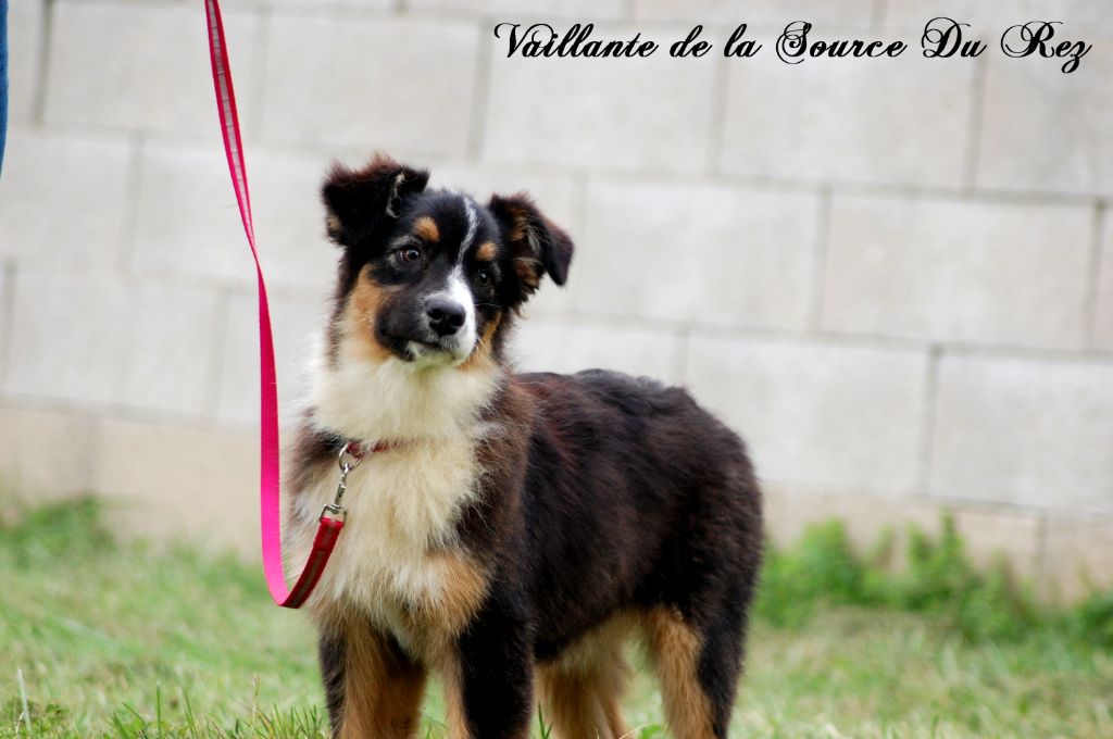 De La Source Du Rez - Chiot disponible  - Berger Australien