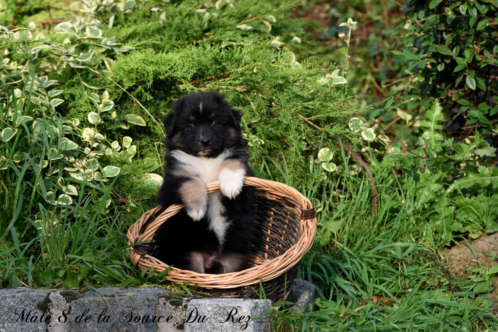 De La Source Du Rez - Chiot disponible  - Berger Australien