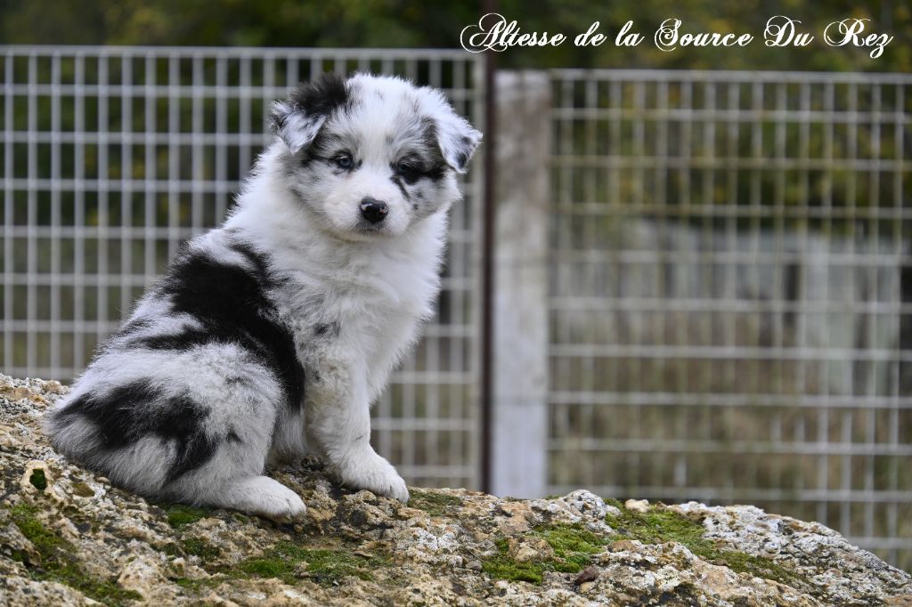 De La Source Du Rez - Chiots disponibles - Berger Australien