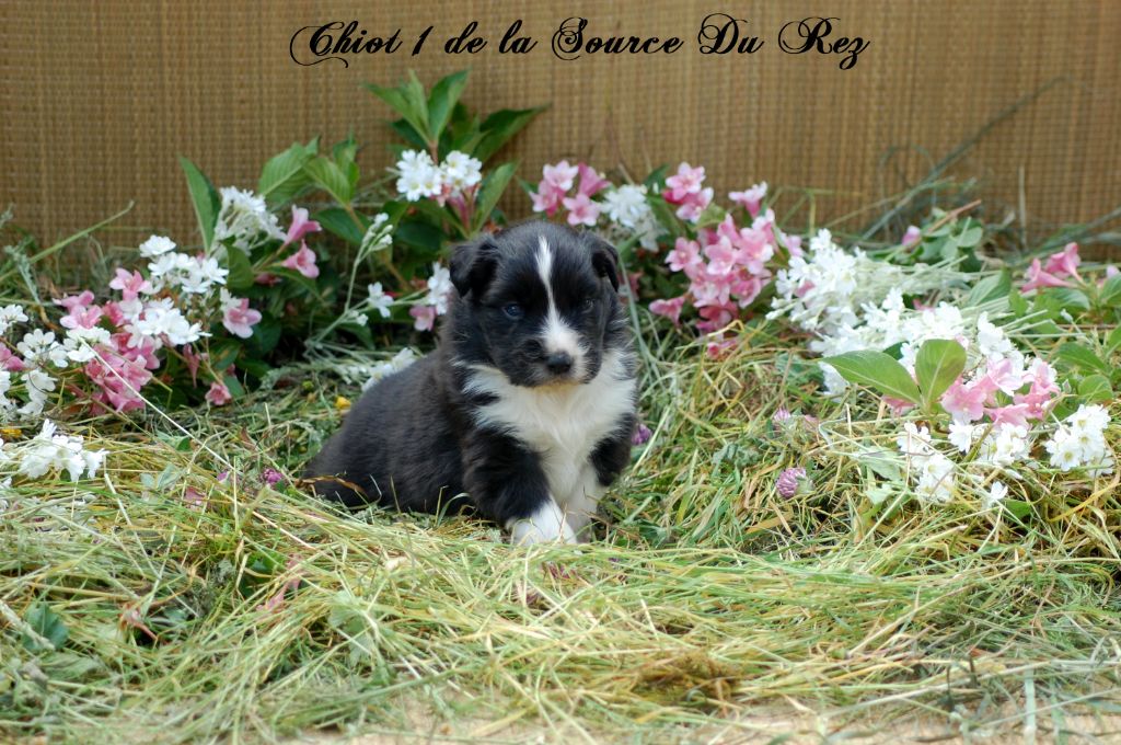 De La Source Du Rez - Chiots disponibles - Berger Australien
