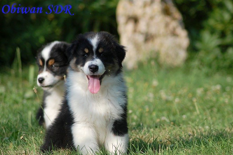 De La Source Du Rez - Berger Australien - Portée née le 23/05/2018