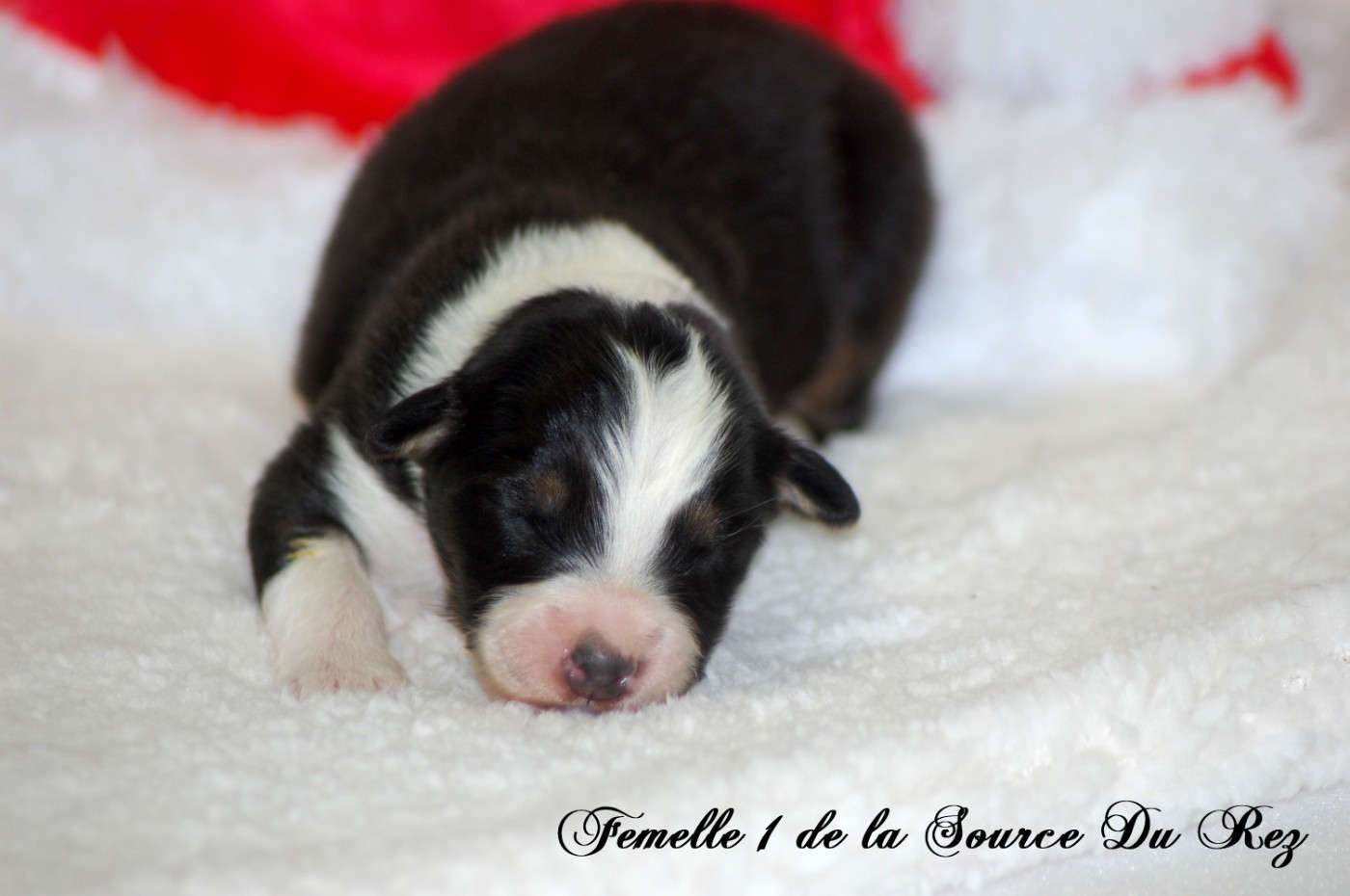 De La Source Du Rez - Chiots disponibles - Berger Australien