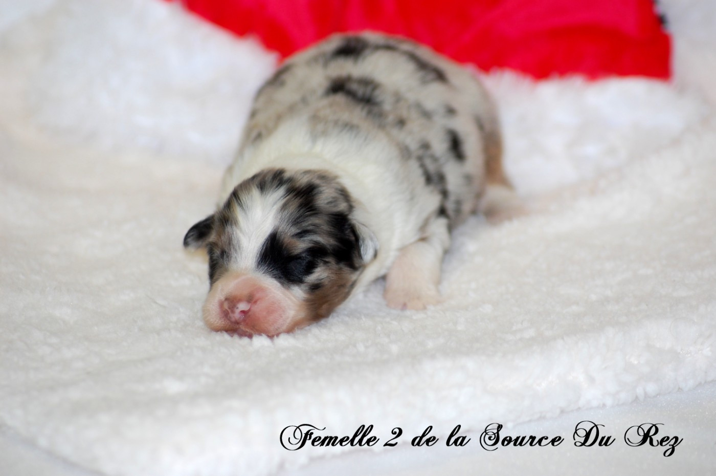 De La Source Du Rez - Chiots disponibles - Berger Australien