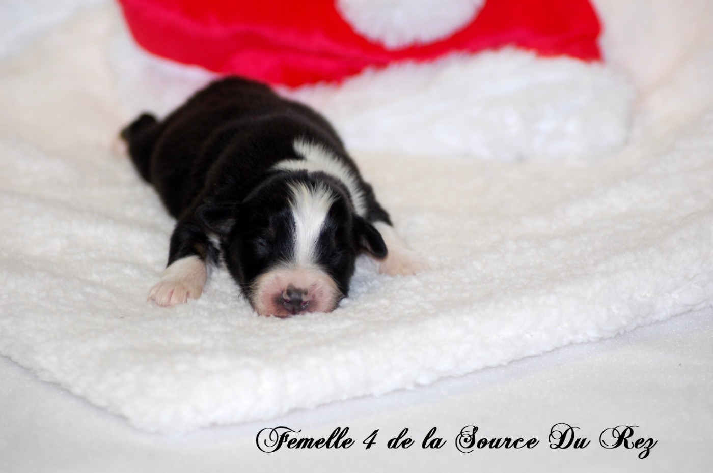 De La Source Du Rez - Chiots disponibles - Berger Australien