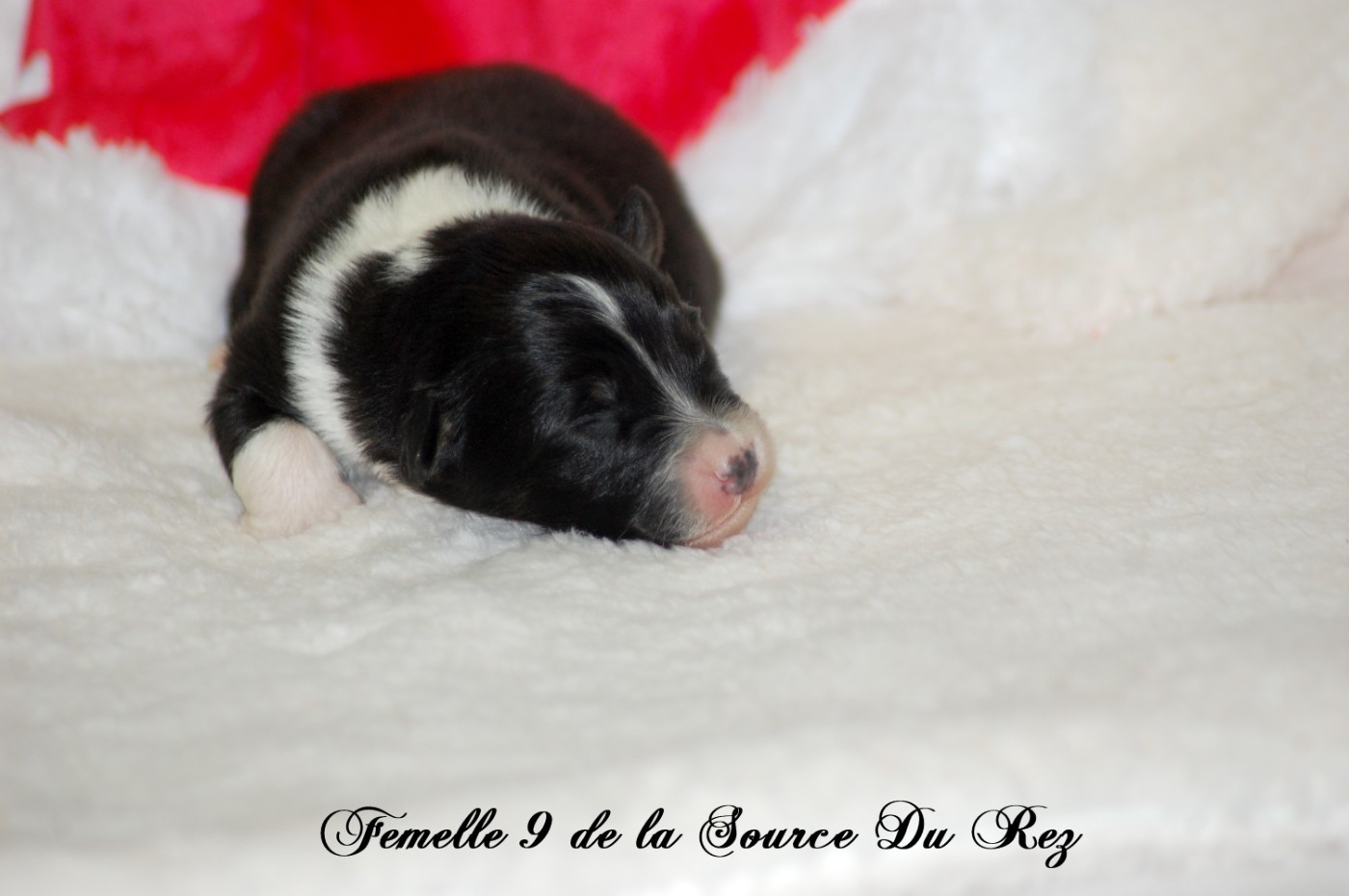 De La Source Du Rez - Chiots disponibles - Berger Australien