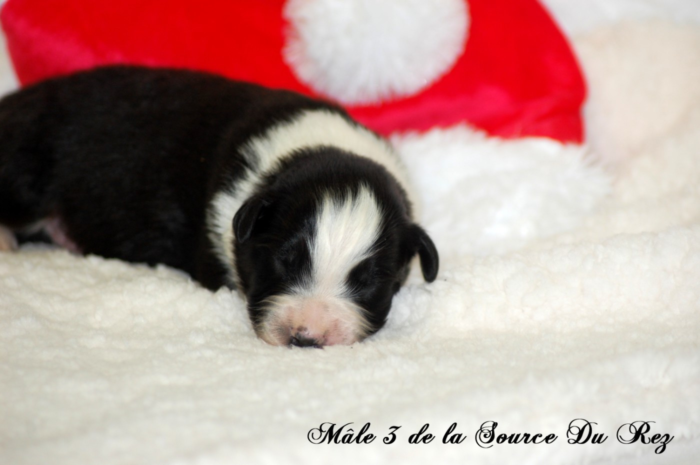 De La Source Du Rez - Chiots disponibles - Berger Australien