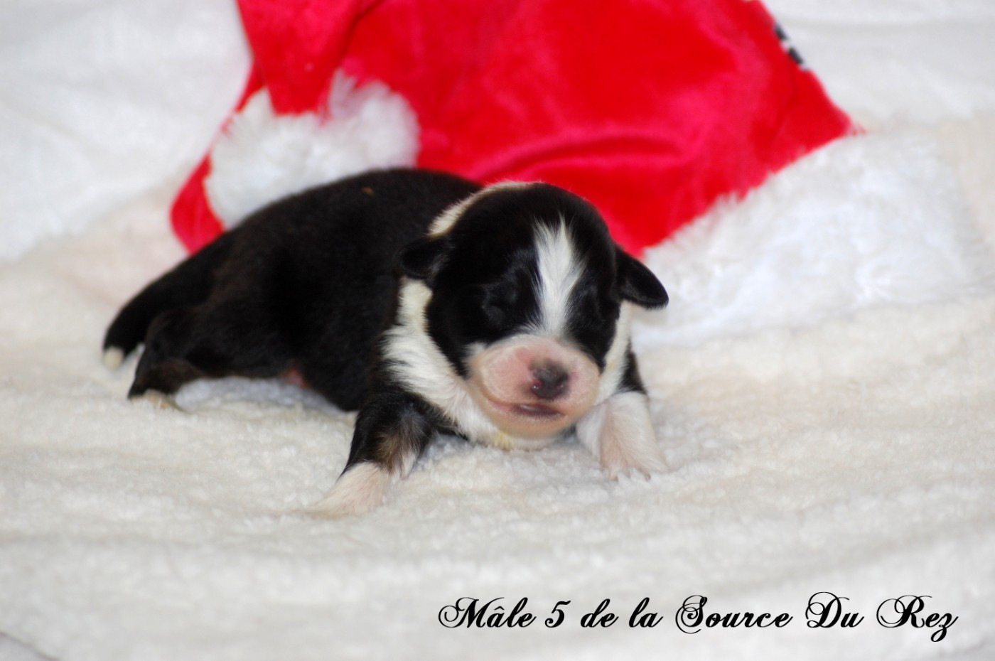 De La Source Du Rez - Chiots disponibles - Berger Australien