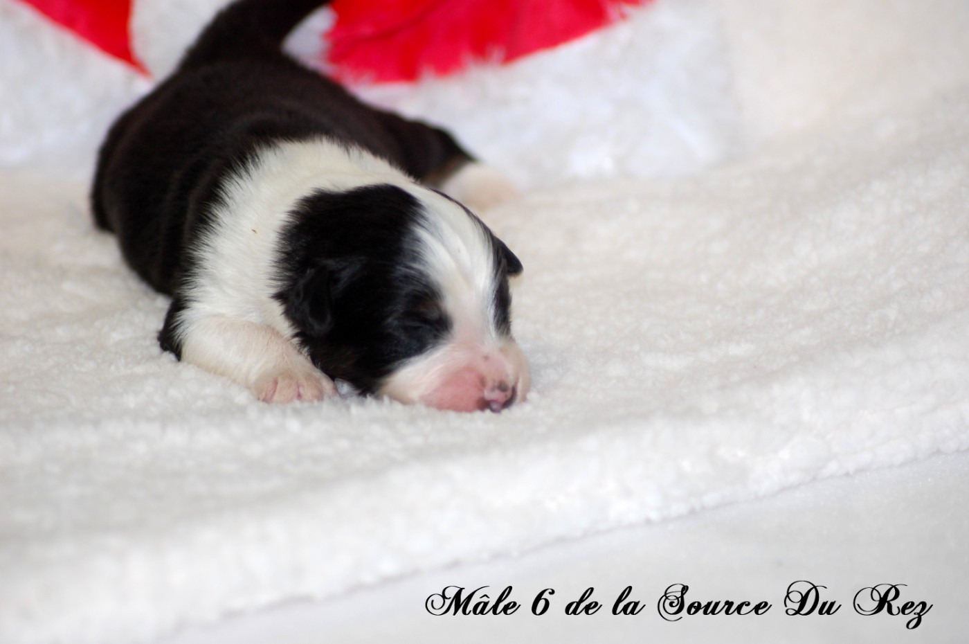 De La Source Du Rez - Chiots disponibles - Berger Australien