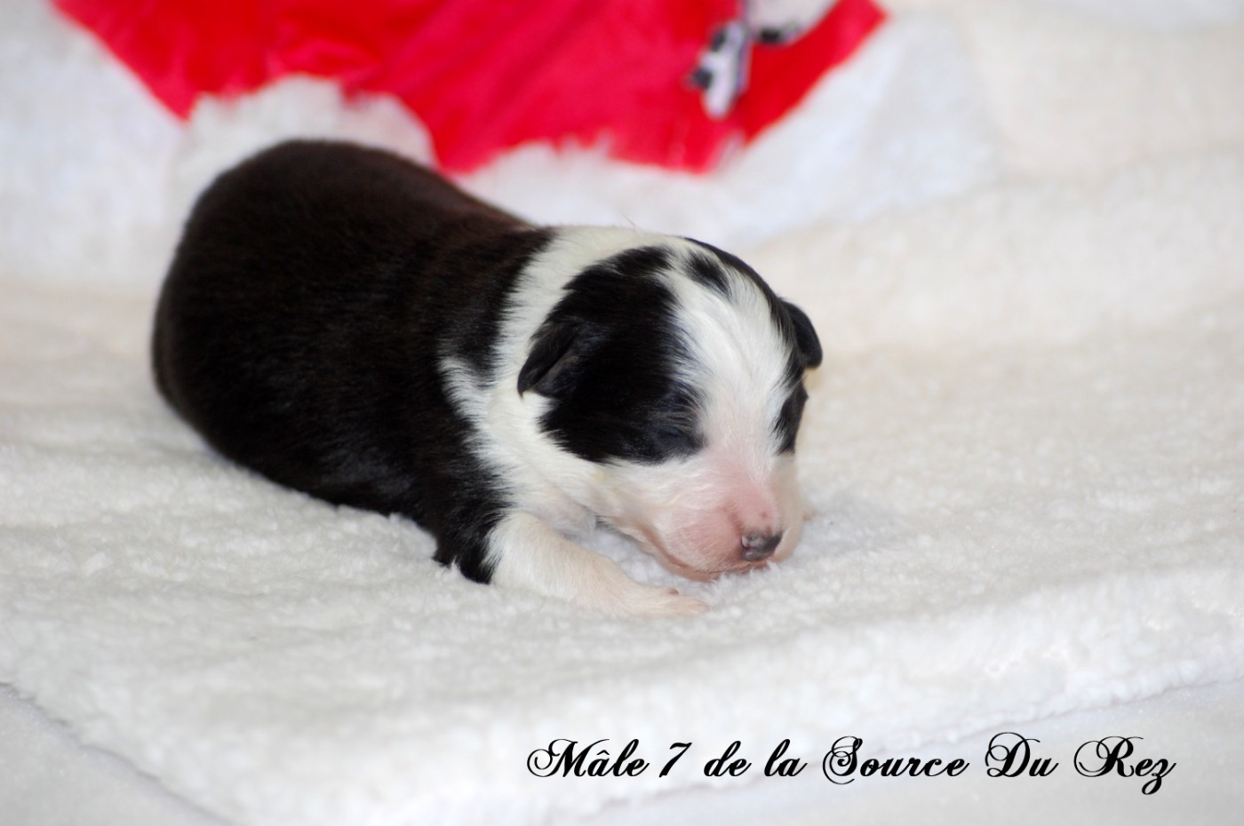 De La Source Du Rez - Chiots disponibles - Berger Australien