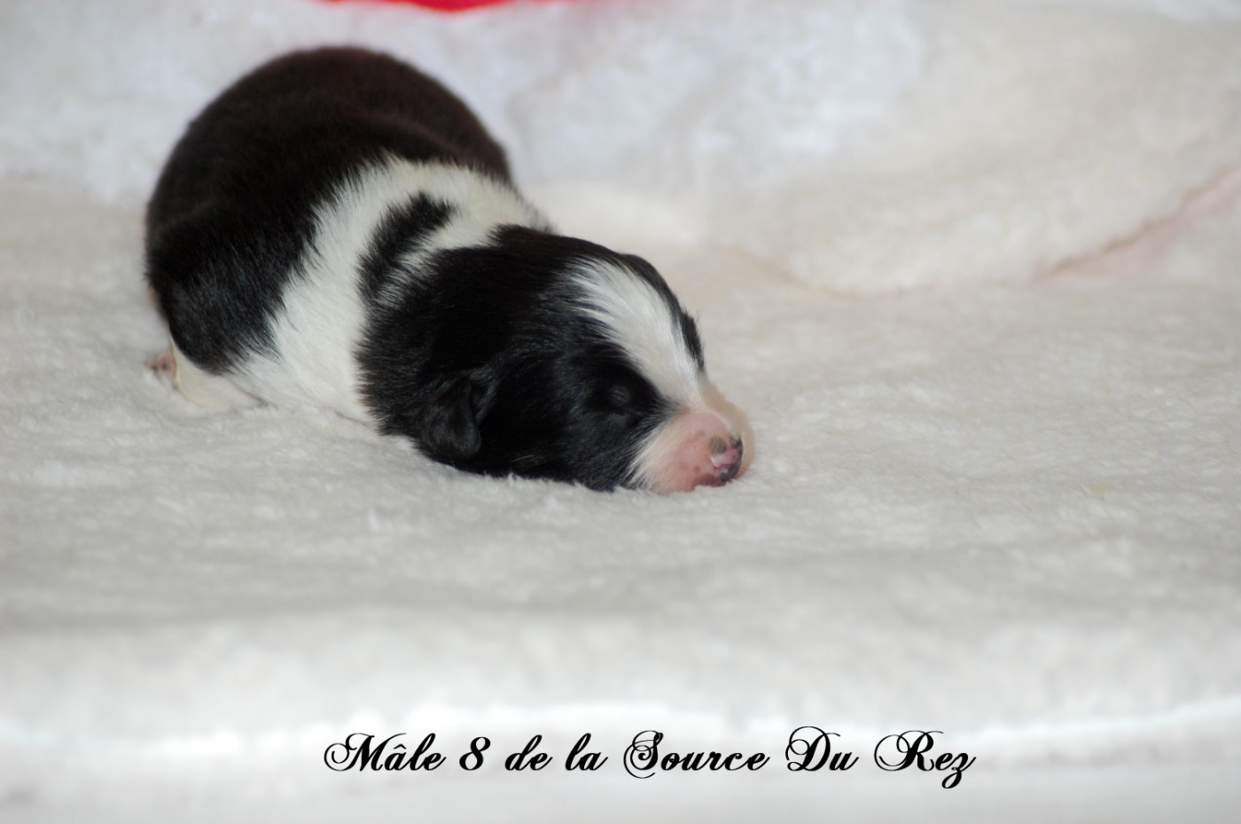 De La Source Du Rez - Chiots disponibles - Berger Australien