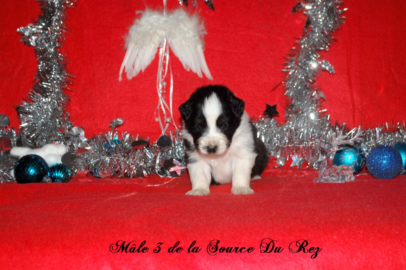 De La Source Du Rez - Chiots disponibles - Berger Australien