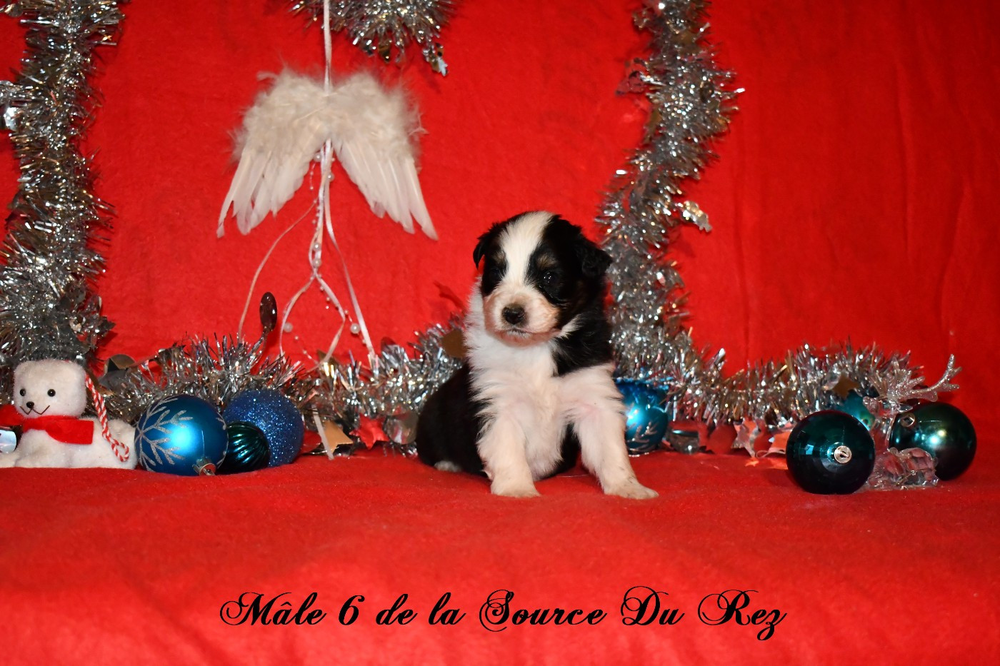 De La Source Du Rez - Chiots disponibles - Berger Australien