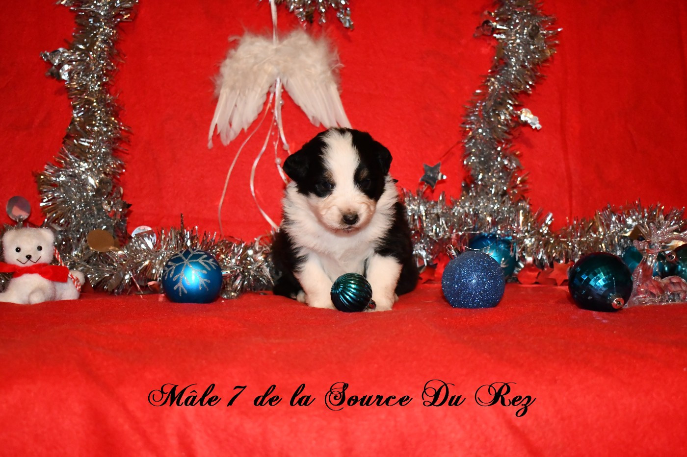 De La Source Du Rez - Chiots disponibles - Berger Australien