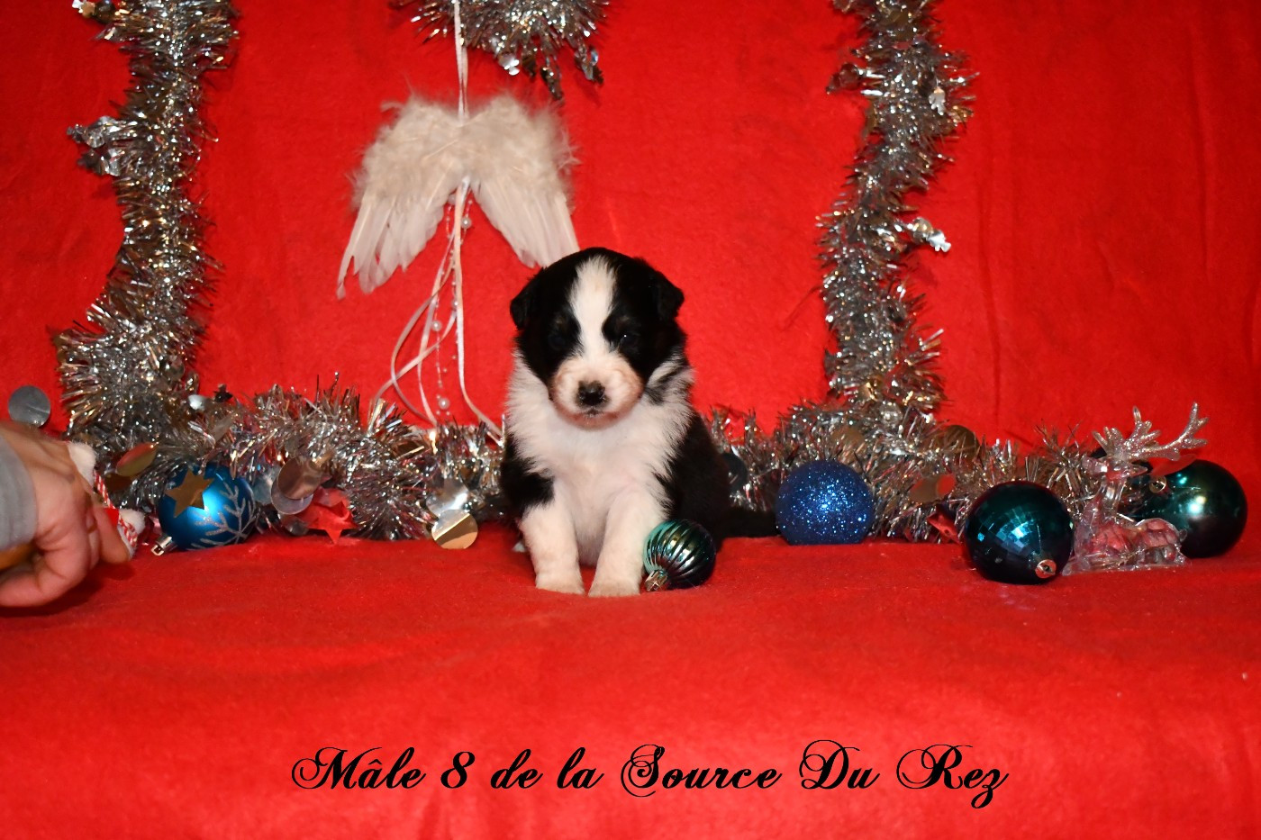 De La Source Du Rez - Chiots disponibles - Berger Australien