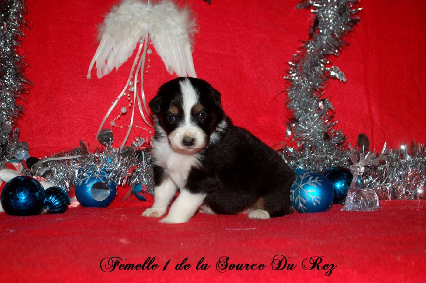 De La Source Du Rez - Chiots disponibles - Berger Australien