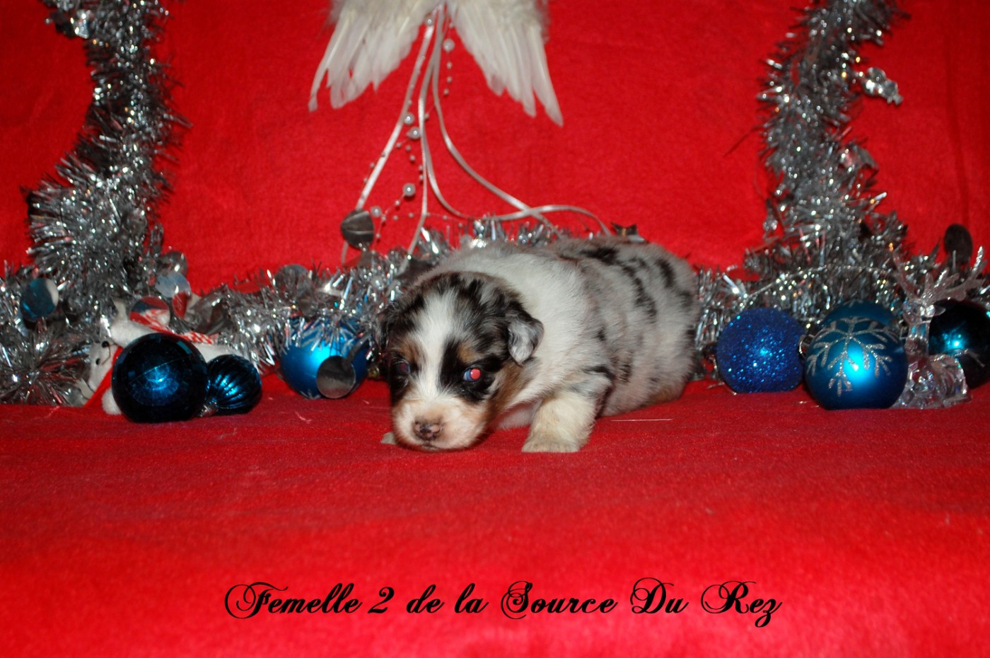 De La Source Du Rez - Chiots disponibles - Berger Australien