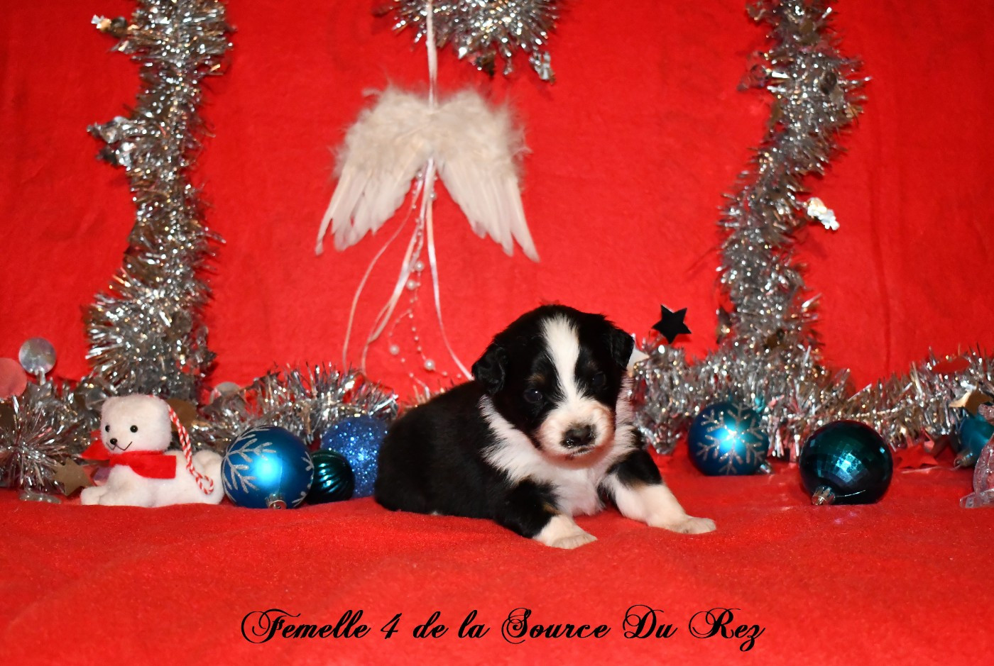 De La Source Du Rez - Chiots disponibles - Berger Australien