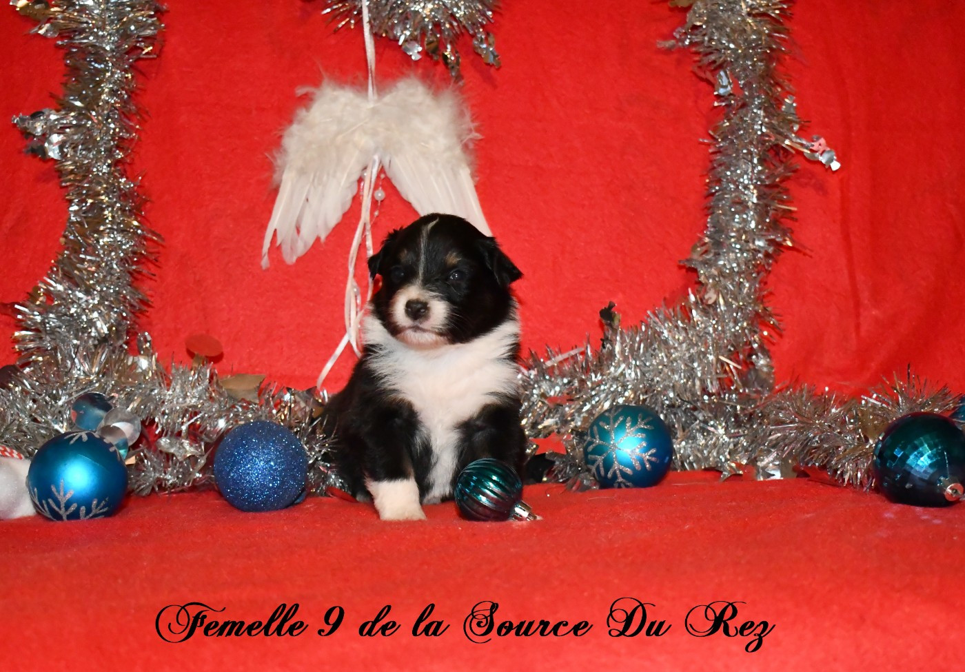 De La Source Du Rez - Chiots disponibles - Berger Australien