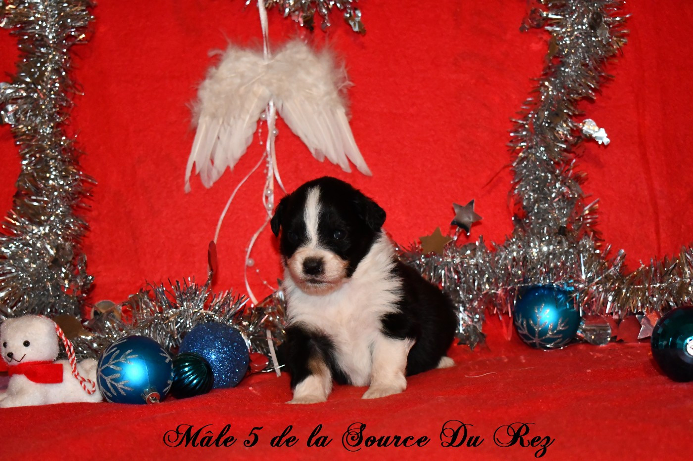 De La Source Du Rez - Chiots disponibles - Berger Australien