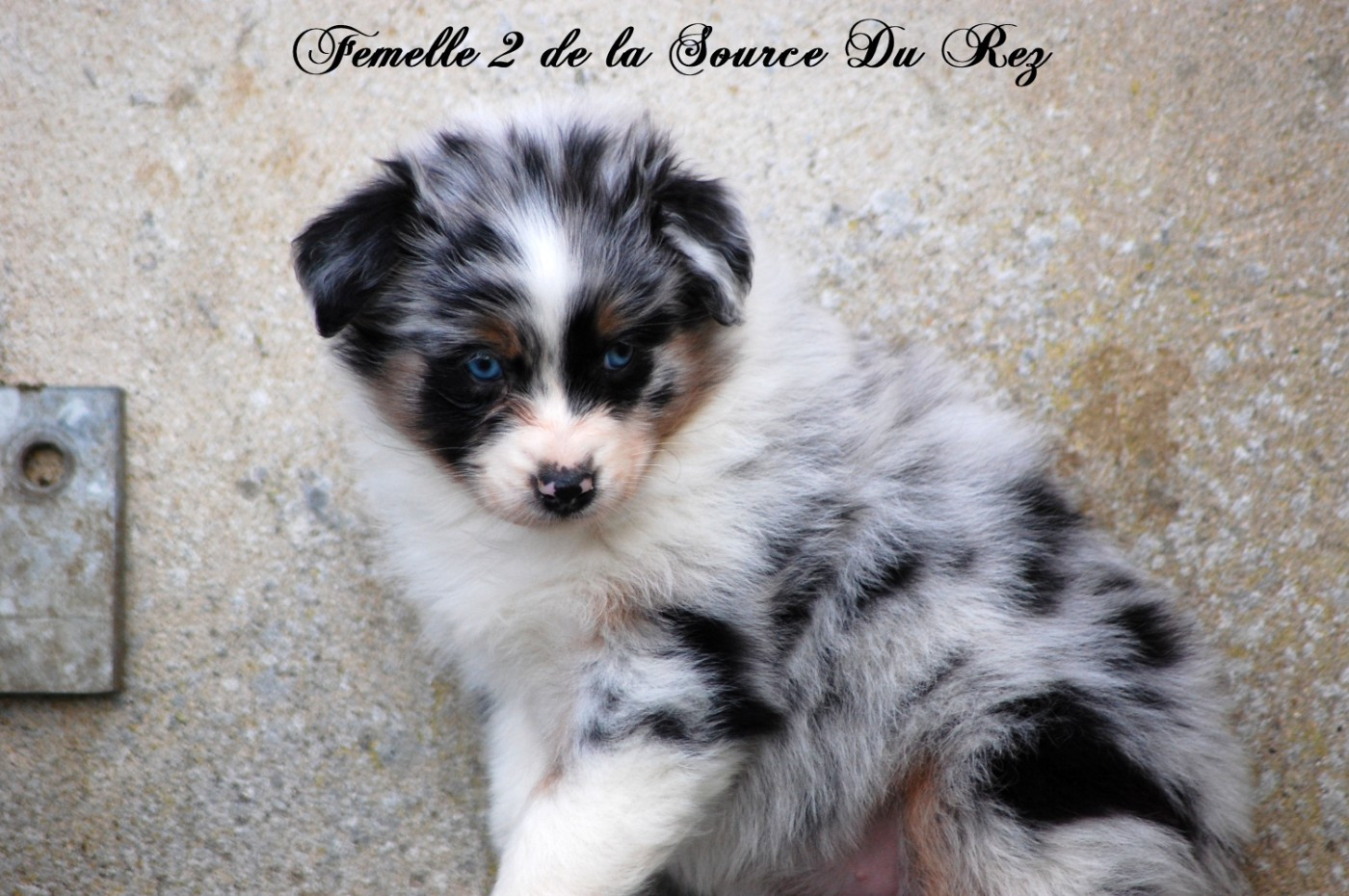 De La Source Du Rez - Chiots disponibles - Berger Australien