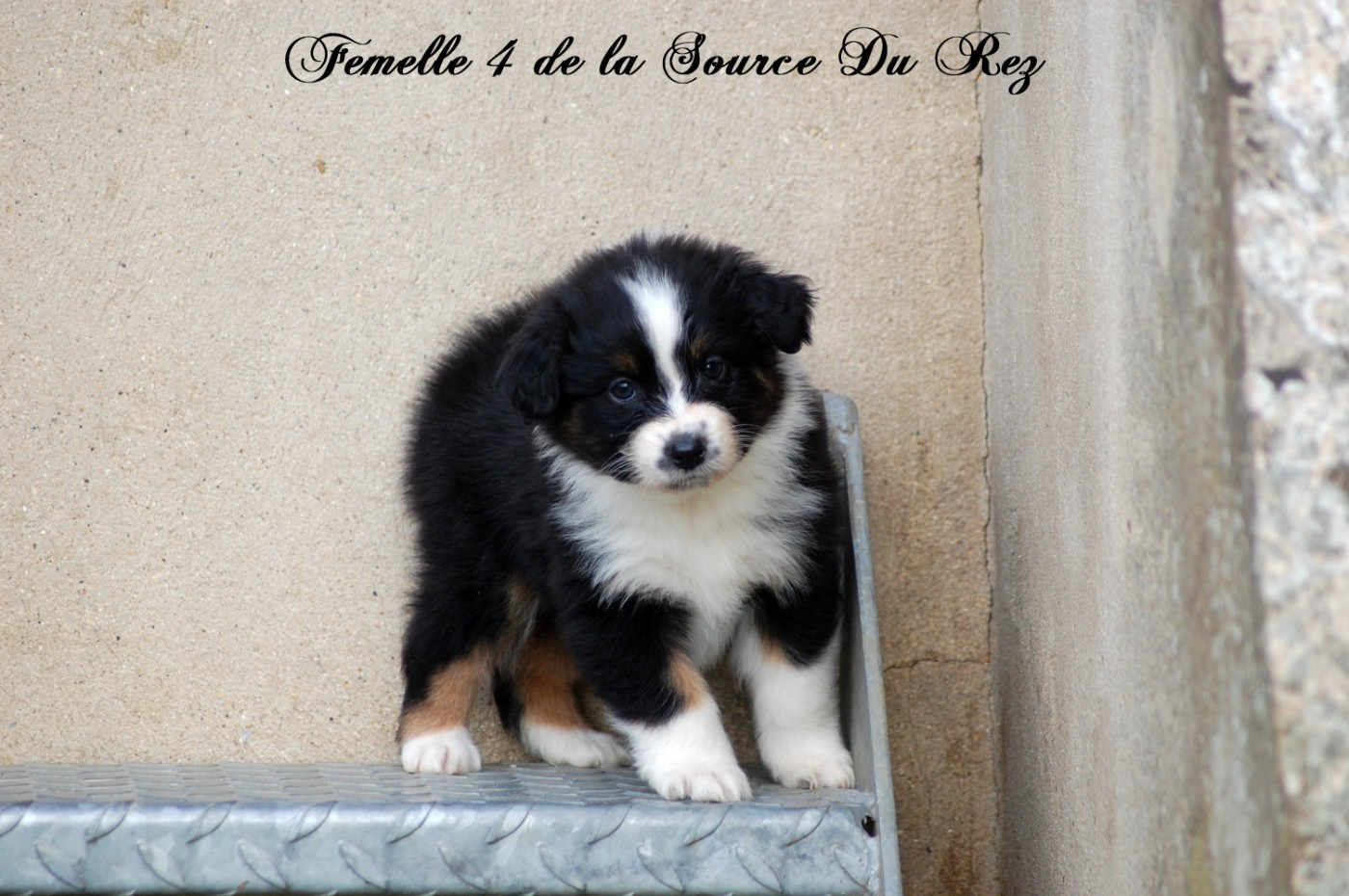 De La Source Du Rez - Chiots disponibles - Berger Australien