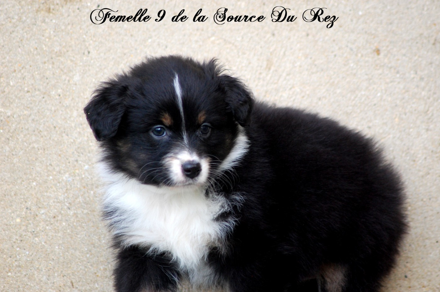 De La Source Du Rez - Chiots disponibles - Berger Australien