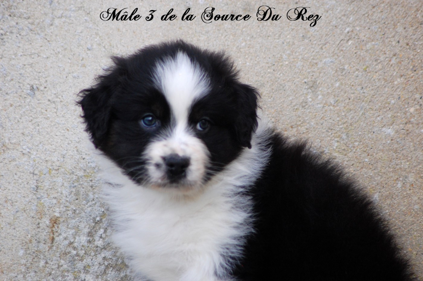 De La Source Du Rez - Chiots disponibles - Berger Australien