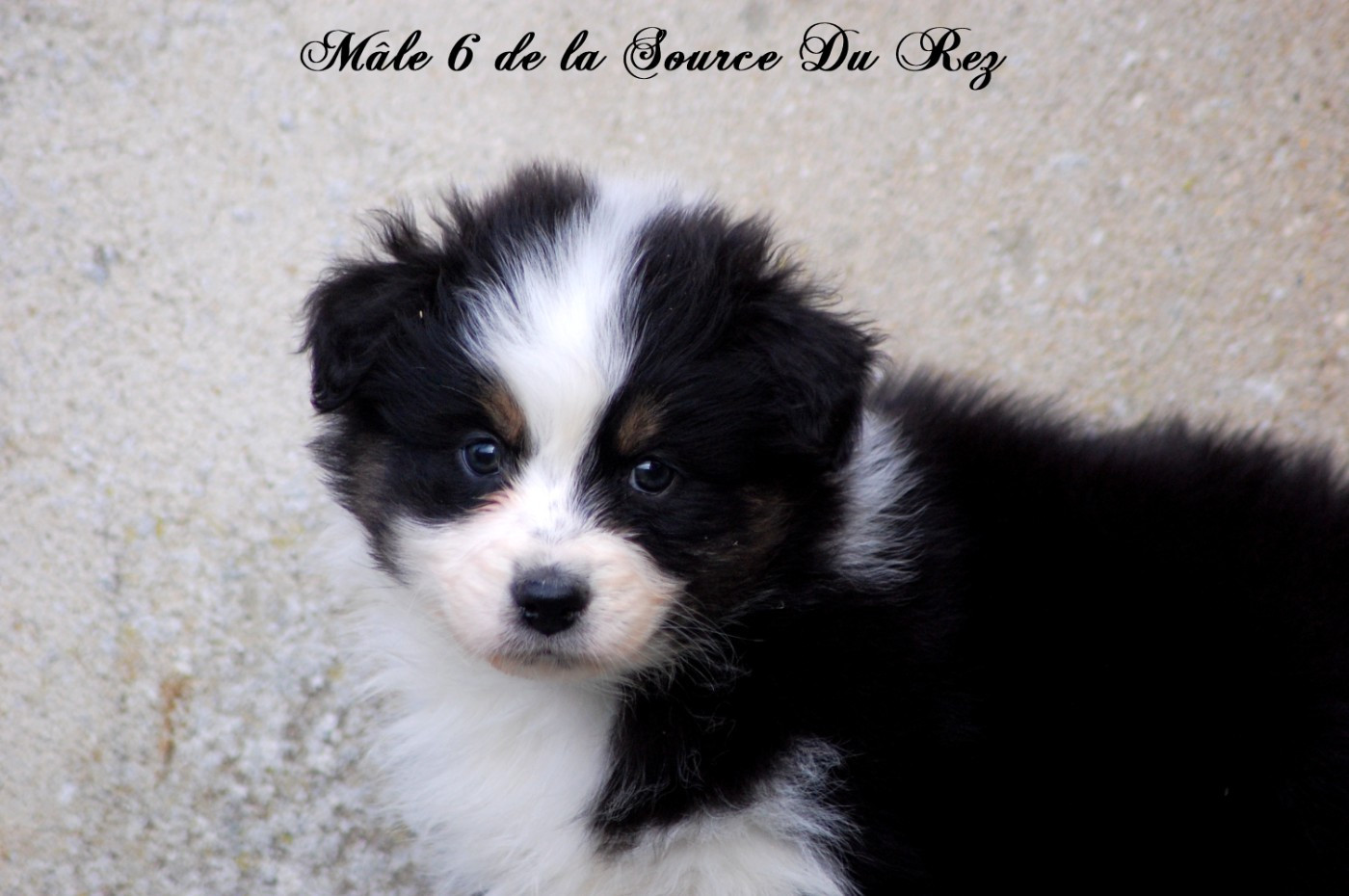 De La Source Du Rez - Chiots disponibles - Berger Australien