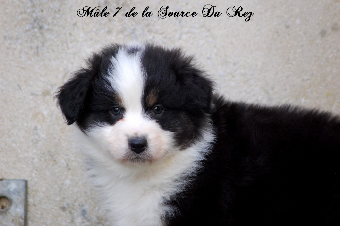 De La Source Du Rez - Chiots disponibles - Berger Australien