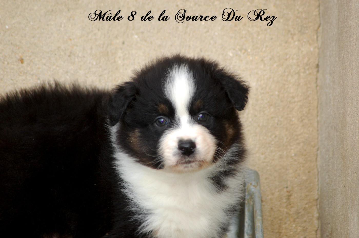 De La Source Du Rez - Chiots disponibles - Berger Australien