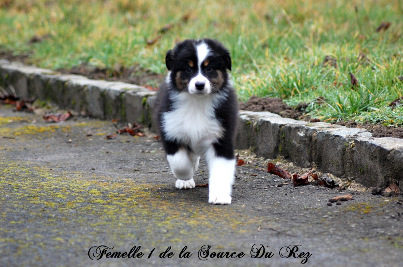 De La Source Du Rez - Chiots disponibles - Berger Australien