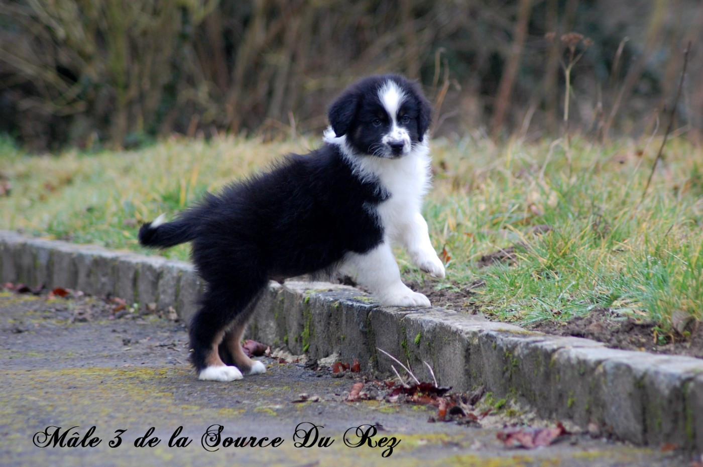 De La Source Du Rez - Chiots disponibles - Berger Australien