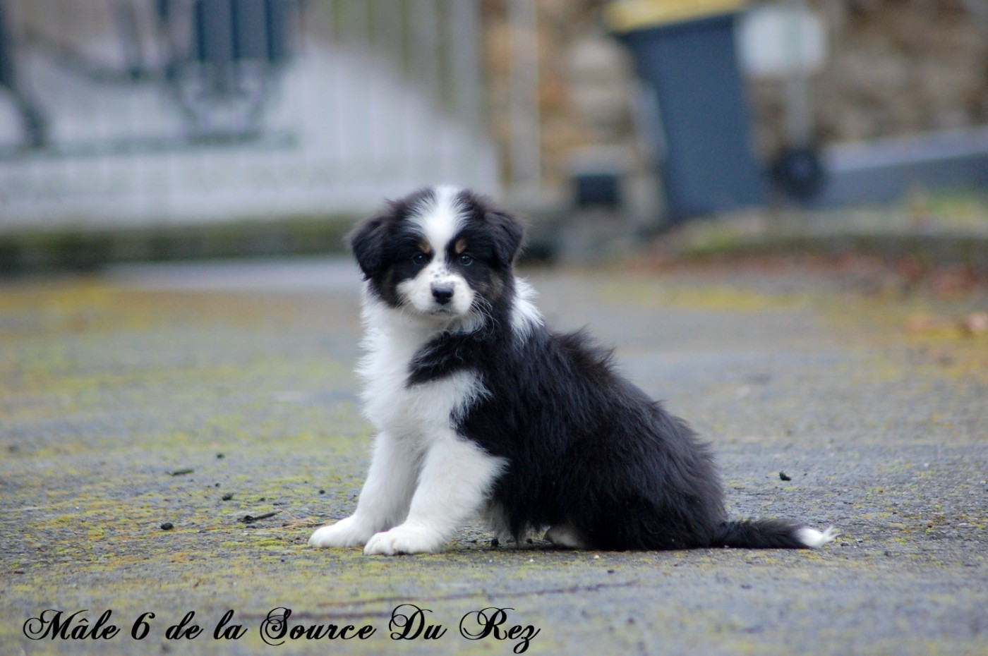 De La Source Du Rez - Chiots disponibles - Berger Australien