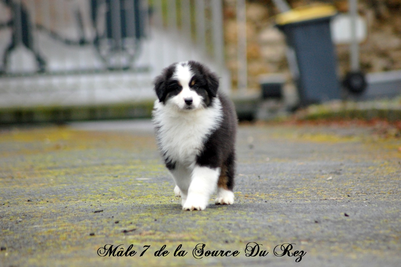 De La Source Du Rez - Chiots disponibles - Berger Australien