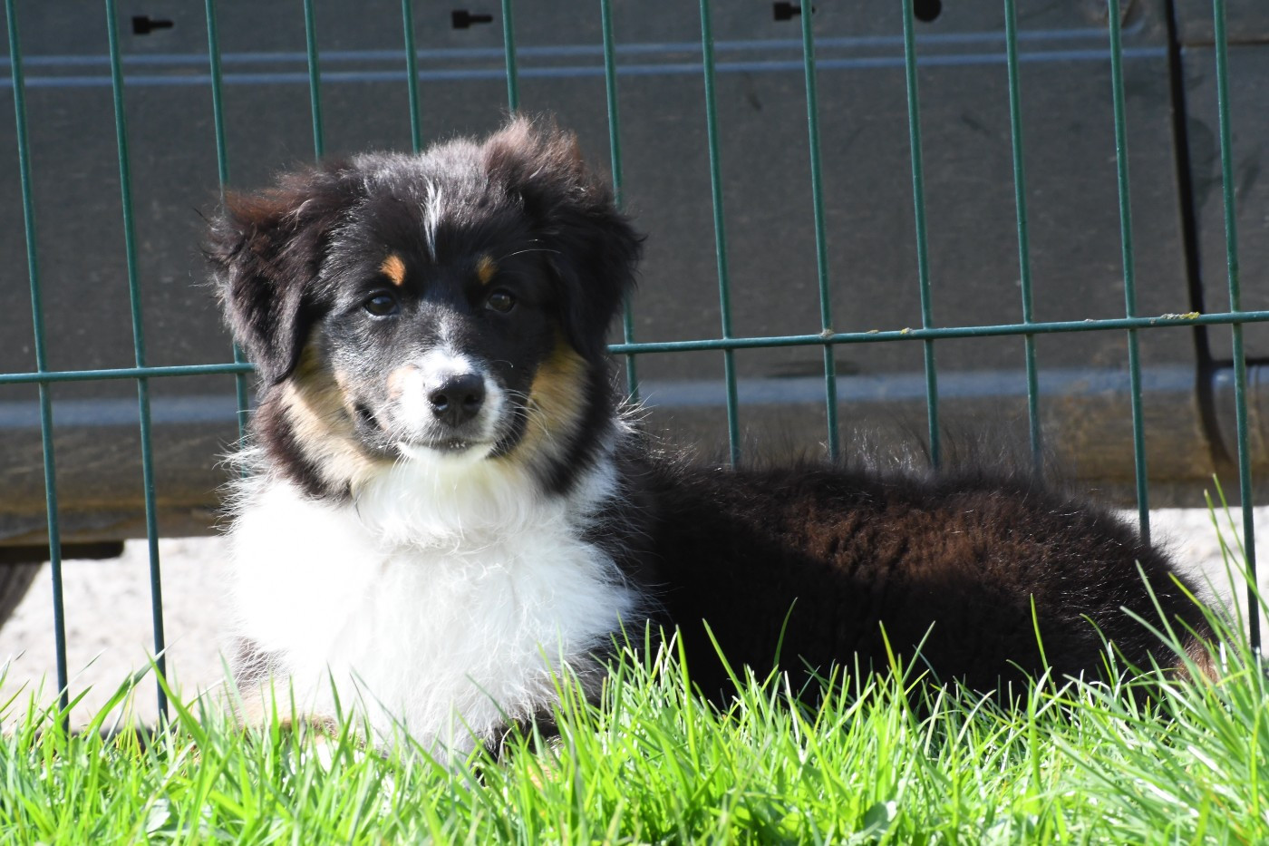 De La Source Du Rez - Chiots disponibles - Berger Australien