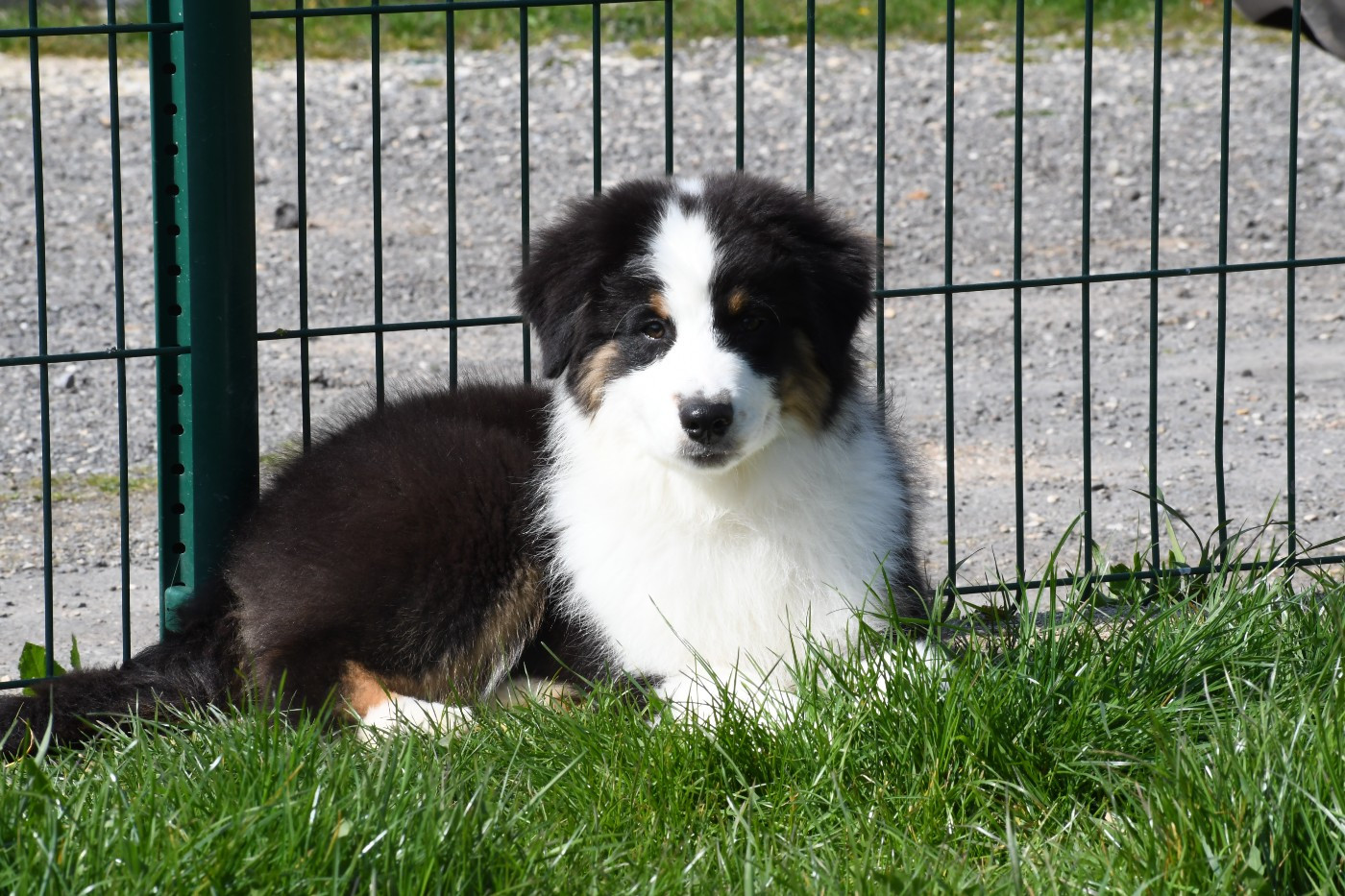 De La Source Du Rez - Chiots disponibles - Berger Australien