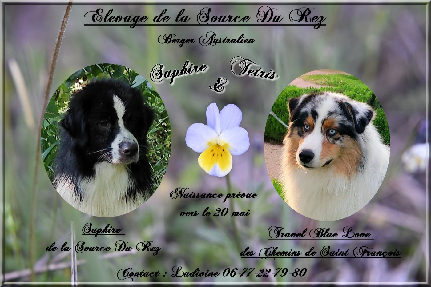 Chiot Berger Australien De La Source Du Rez