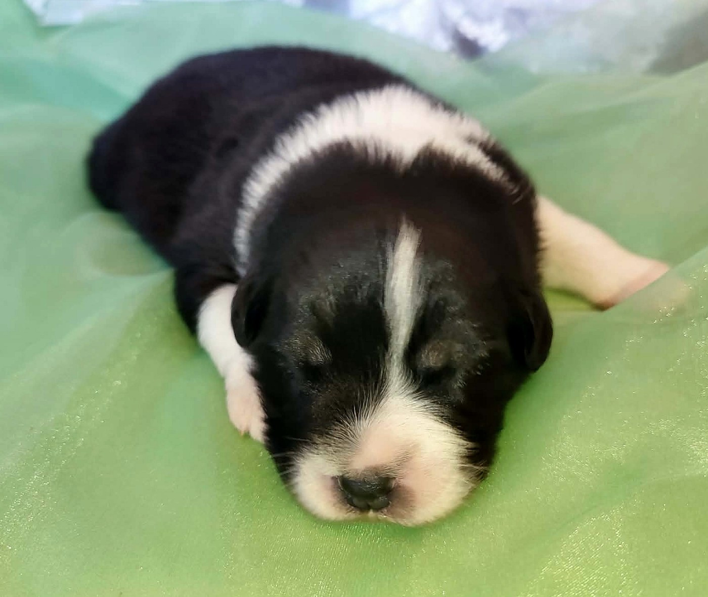 De La Source Du Rez - Chiots disponibles - Berger Australien