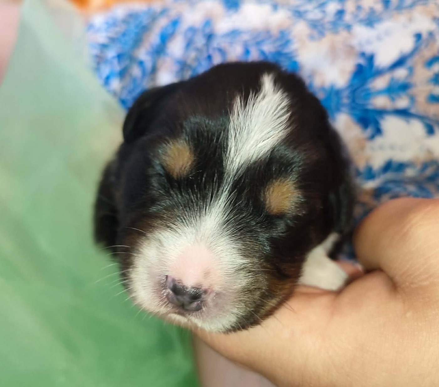 De La Source Du Rez - Chiots disponibles - Berger Australien