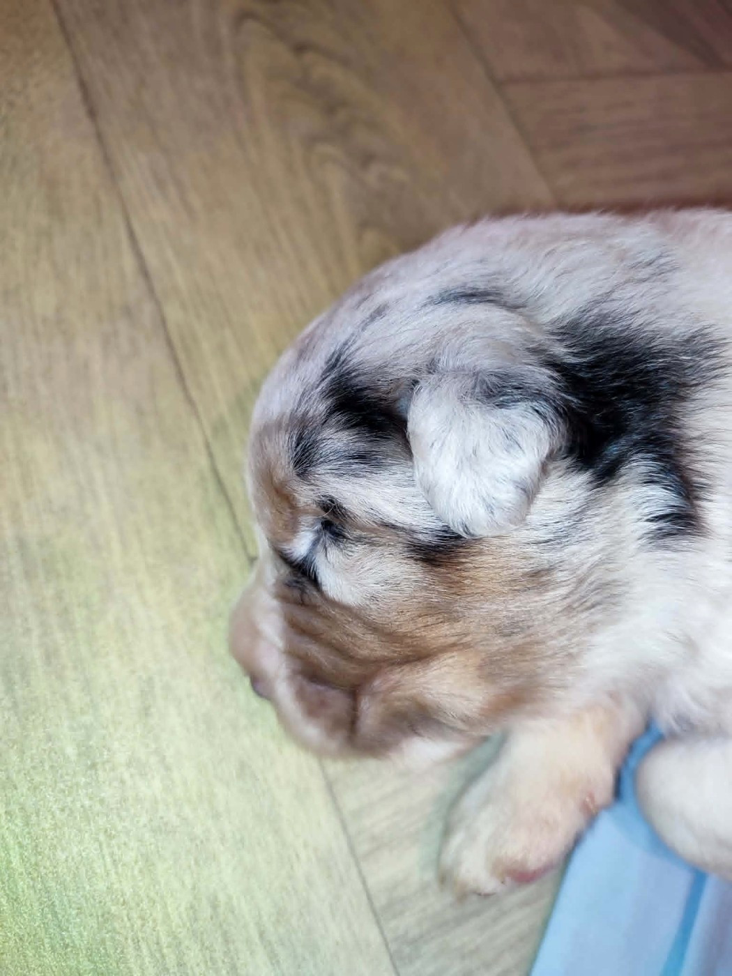 De La Source Du Rez - Chiots disponibles - Berger Australien