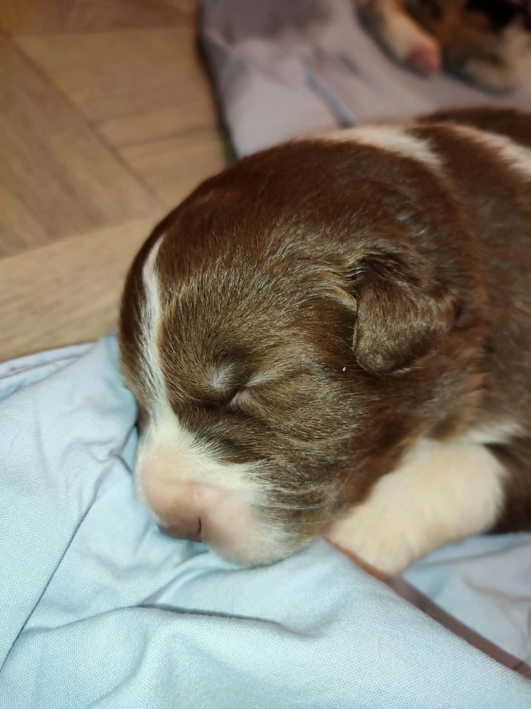 De La Source Du Rez - Chiots disponibles - Berger Australien